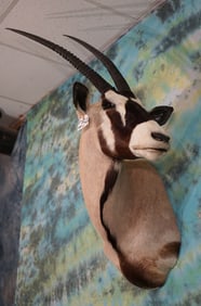 African Gemsbuck Antelope Shoulder Taxidermy