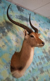 African Kafue Flats Lechwe Swamp Antelope Shoulder Taxidermy Mount
