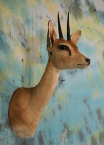 African Oribi Antelope Shoulder Taxidermy Mount