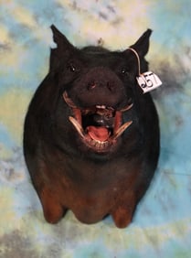 Wild Boar or "Feral Hog" Shoulder Taxidermy Mount