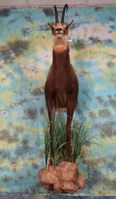 Half Body Alpine Chamois in Habitat Taxidermy Mount