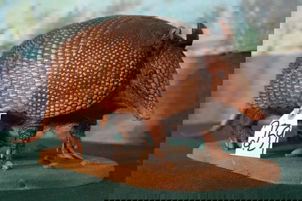 Texas Armadillo Full Body Taxidermy Mount