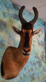 African Red Cape Hartebeest Shoulder Taxidermy Mount