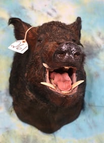 Russian Boar Shoulder Taxidermy Mount