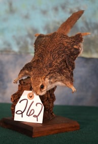 Unique Flying Squirrel Full Body Taxidermy Mount