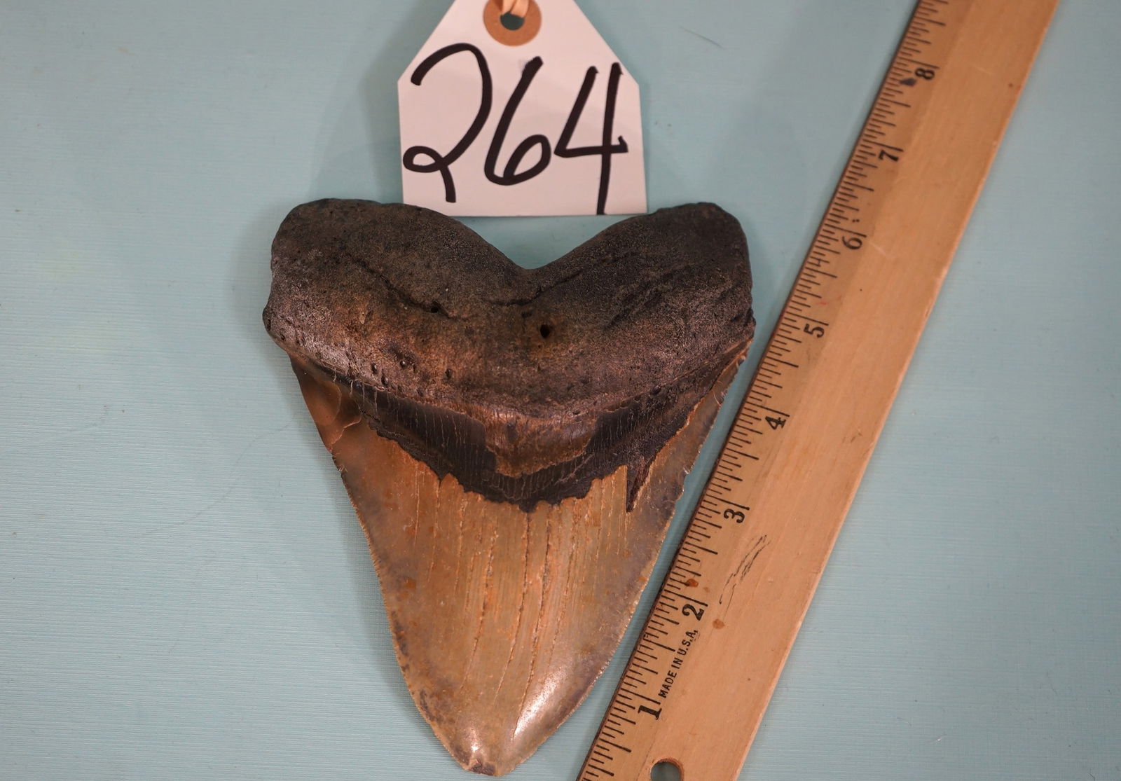 Huge 6 3/16" Giant Prehistoric Megalodon Fossil Shark Tooth: Paleontologist have discovered that for every one inch of the Megalodon's Tooth, their was 10 feet of length to this giant Prehistoric Shark. So with this known, the tooth we have here came from a 62