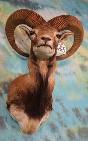 Iranian Red Sheep Shoulder Taxidermy Ram Mount