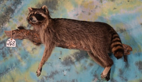 Full Body Raccoon laying on Tree Limb Taxidermy Mount