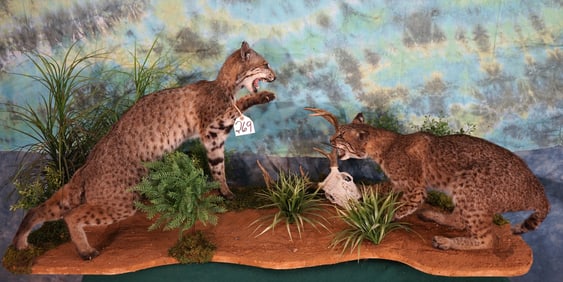 Pair of Full Body Bobcats Fighting in Habitat Taxidermy Mount