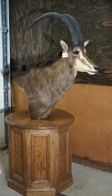 African Sable Antelope Shoulder Floor Pedestal Taxidermy Mount