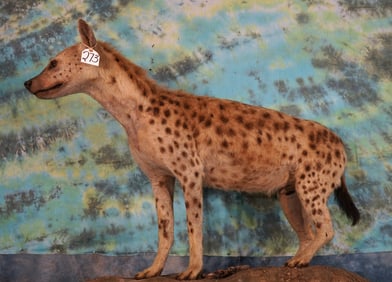 East African Spotted Hyena Full Body in Habitat Taxidermy Mount