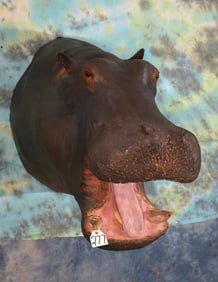 Very Nice Real Skin & Teeth Hippo Shoulder Taxidermy Mount