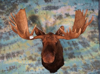 Alaskan Yukon Moose Shoulder Taxidermy Mount