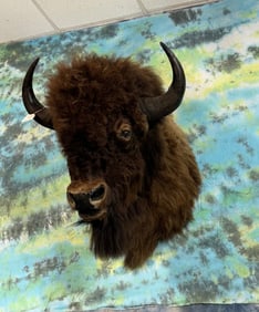 Boone & Crockett American Bison Shoulder Taxidermy Mount