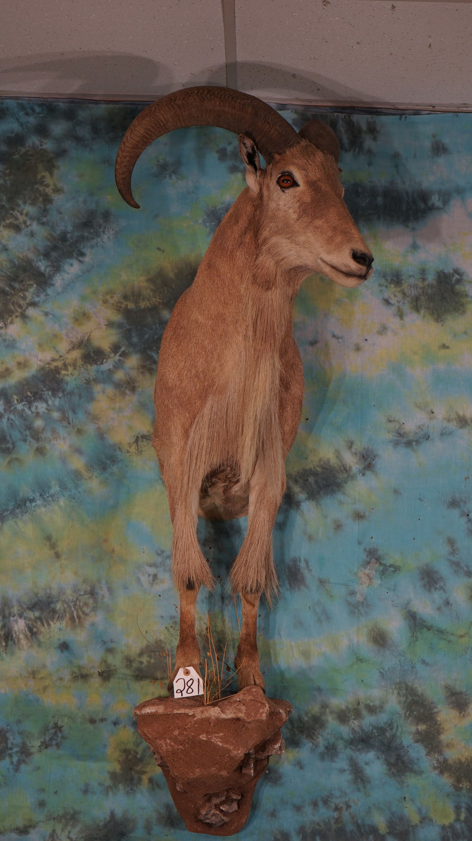 Half Body Aoudad Sheep Taxidermy Mount (1 of 2)