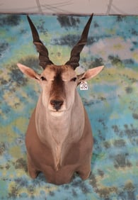 South African Cape Eland Gold Medal Trophy Shoulder Taxidermy Mount