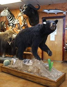 Black Bear Full Body Taxidermy Mount