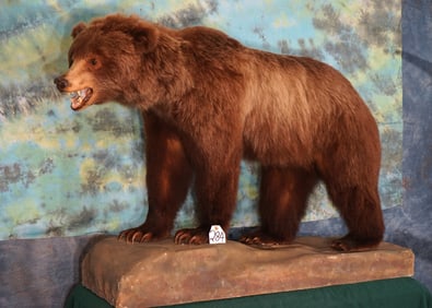 Grizzly Bear Full Body Taxidermy Mount