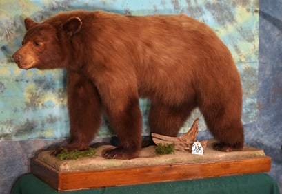 Beautiful Cinnamon colored Black Bear Full Body Taxidermy Mount