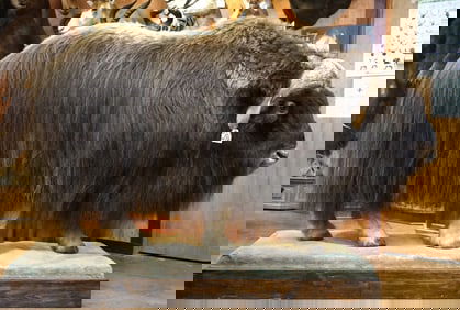 Awesome Record Book Muskox Full Body Taxidermy Mount