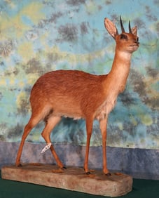 #2 All Time Record Book African Cape Grysbuck Full Body Taxidermy Mount