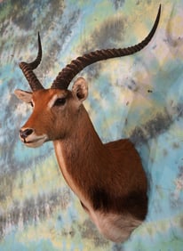 #4 All Time Record Book African Black Lechwe Swamp Shoulder Taxidermy Mount
