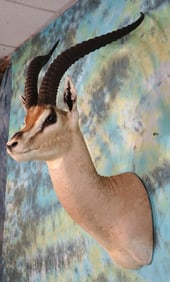 #5 All Time Record Book African Grants Gazelle Shoulder Taxidermy Mount