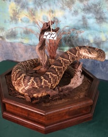 Taxidermy Competition Quality Full Body Rattlesnake Mount in Habitat
