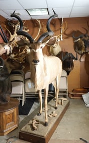 Full Body African Greater Kudu Taxidermy Mount