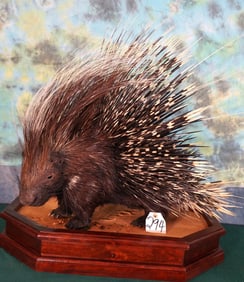 African Porcupine Full Body Taxidermy Mount