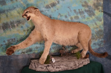 Mountain Lion Full Body Taxidermy Mount in Habitat