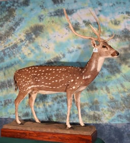 Axis Deer Full Body Taxidermy Mount