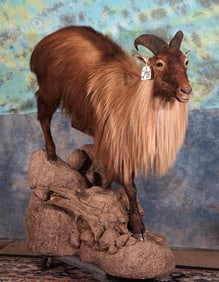 Himalayan Tahr in Habitat Full Body Mount