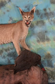 African Caracal Cat with Guinea Fowl Full Body Taxidermy Mount