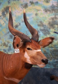 Awesome West African Bongo in Habitat Full Body Mount