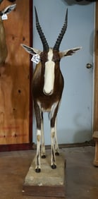 African Blesbuck Antelope Full Body Taxidermy Mount