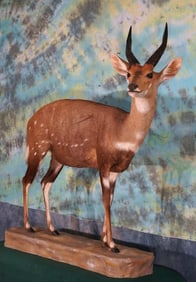 African Limpopo Bushbuck Full Body Taxidermy Mount