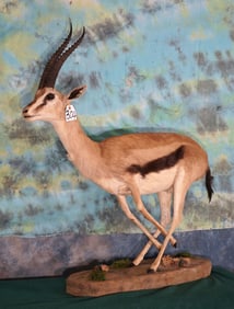 East African Thompson's Gazelle Full Body Taxidermy Mount