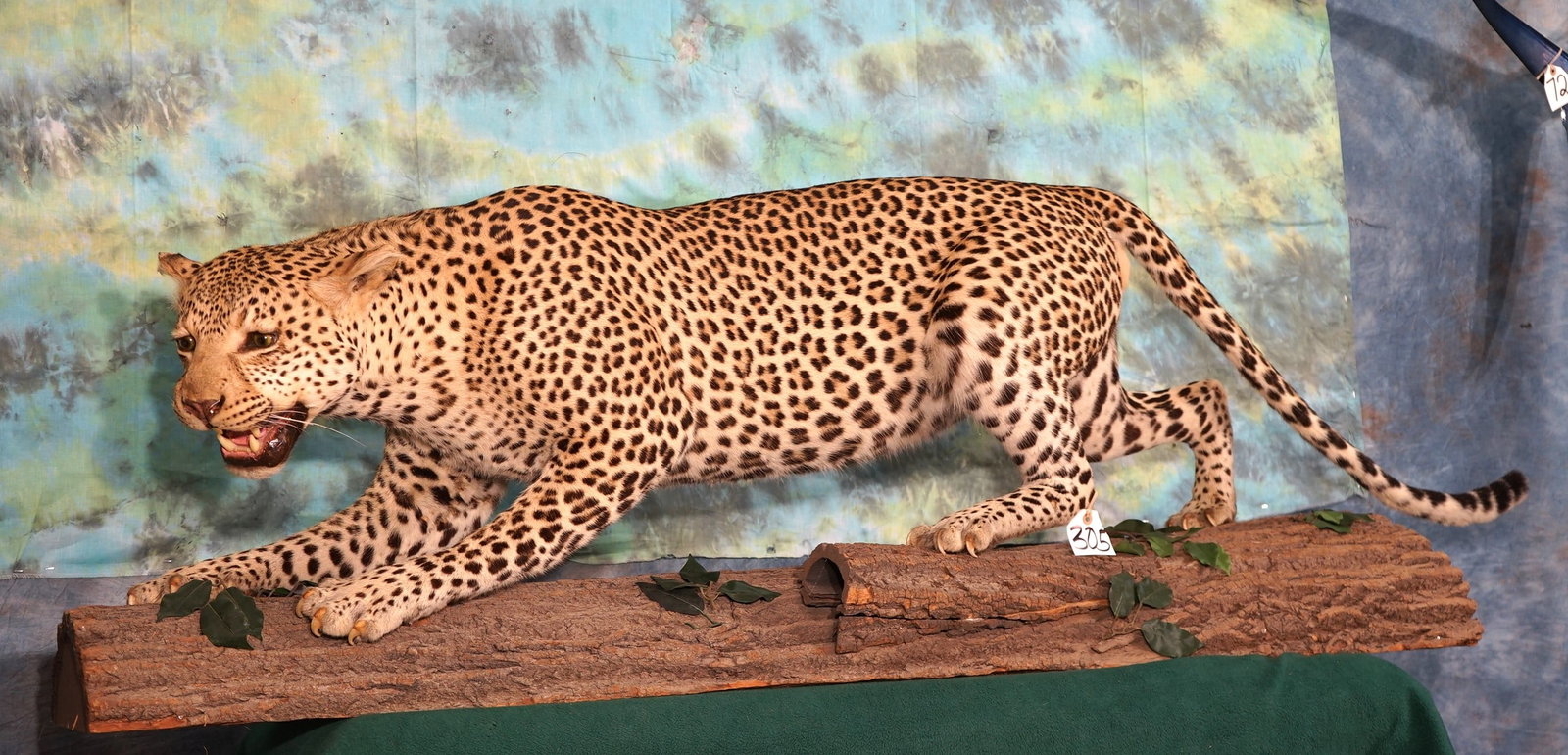 Beautiful Full Body African Leopard on Log Taxidermy Mount **Texas Residents Only!** (1 of 4)