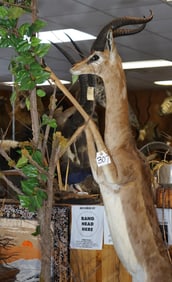 Possible New World Record African Gerenuk Gazelle Full Body Taxidermy Mount in Habitat