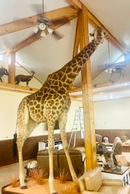 Super Large Full Body Giraffe Taxidermy Mount in Habitat Base