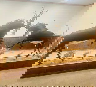 Beautiful Pair of Sable Antelopes Sparring with each other Full Body Taxidermy Mounts