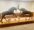 Beautiful Pair of Sable Antelopes Sparring with each other Full Body Taxidermy Mounts