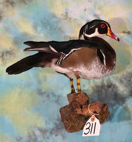 Beautiful Pen Raised Wood Duck Drake Taxidermy Bird Mount