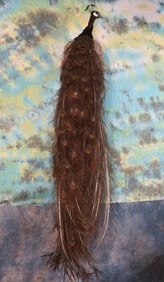 Brand New Peacock Taxidermy Bird Mount