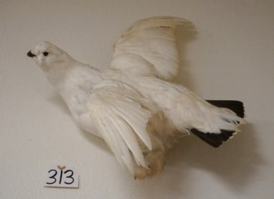 Flying Winter Phase Ptarmigan Taxidermy Bird Mount