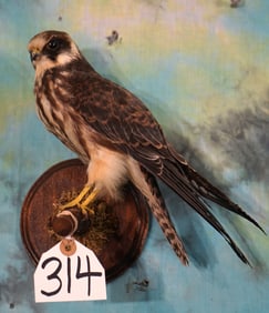 Eurasian Hobby Falcon Taxidermy Bird Mount