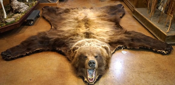 Very Large Interior Grizzly Bear Rug Taxidermy Mount