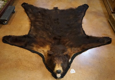 Very Nice Cinnamon & Blond Colored Black Bear Rug Taxidermy Mount