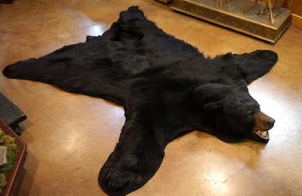 AAA Large Canadian Black Bear Rug Taxidermy Mount